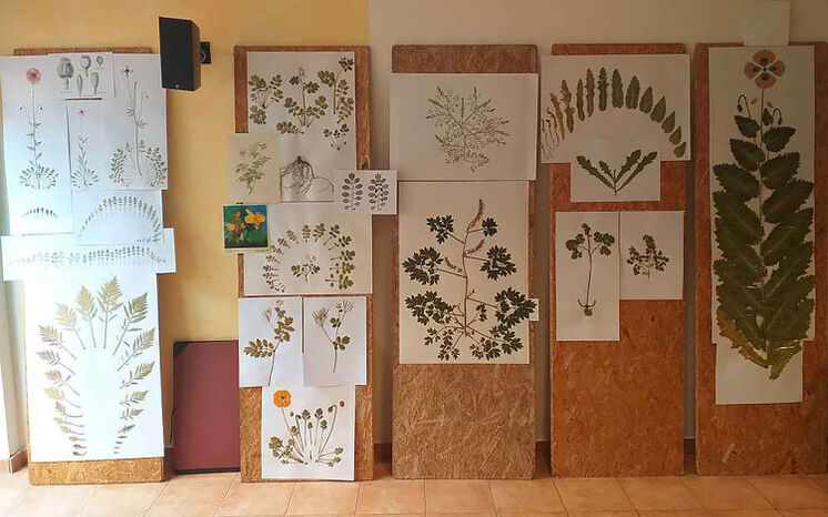 ©Naturwissenschaftliche Sektion Goetheanum